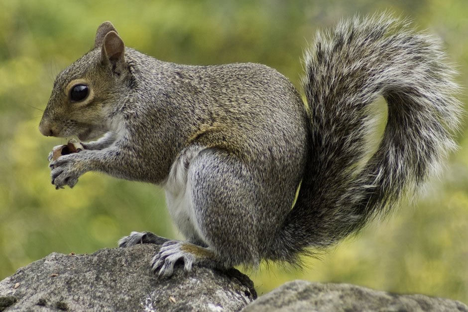 Squirrels Pest Control